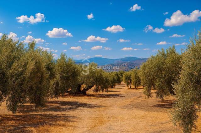 Terreno en Venta en Polígono 37 Parcela 1166 URRELI en Priego de Córdoba