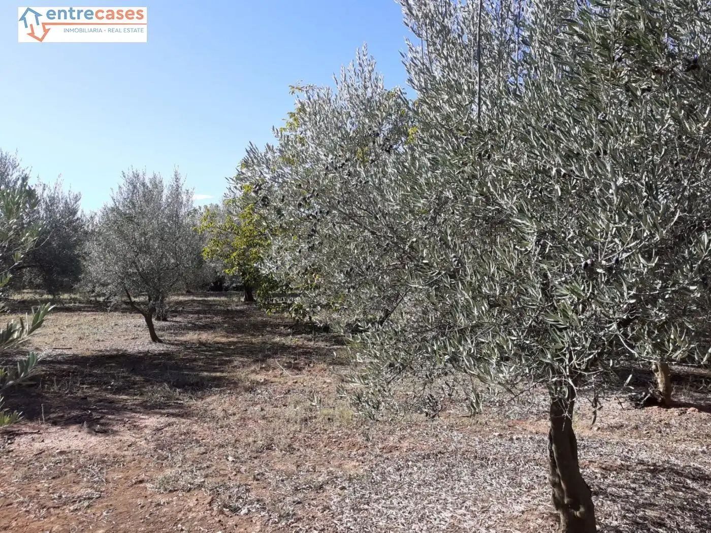 Terreno rustico in vendita a Segorbe, imagen 11