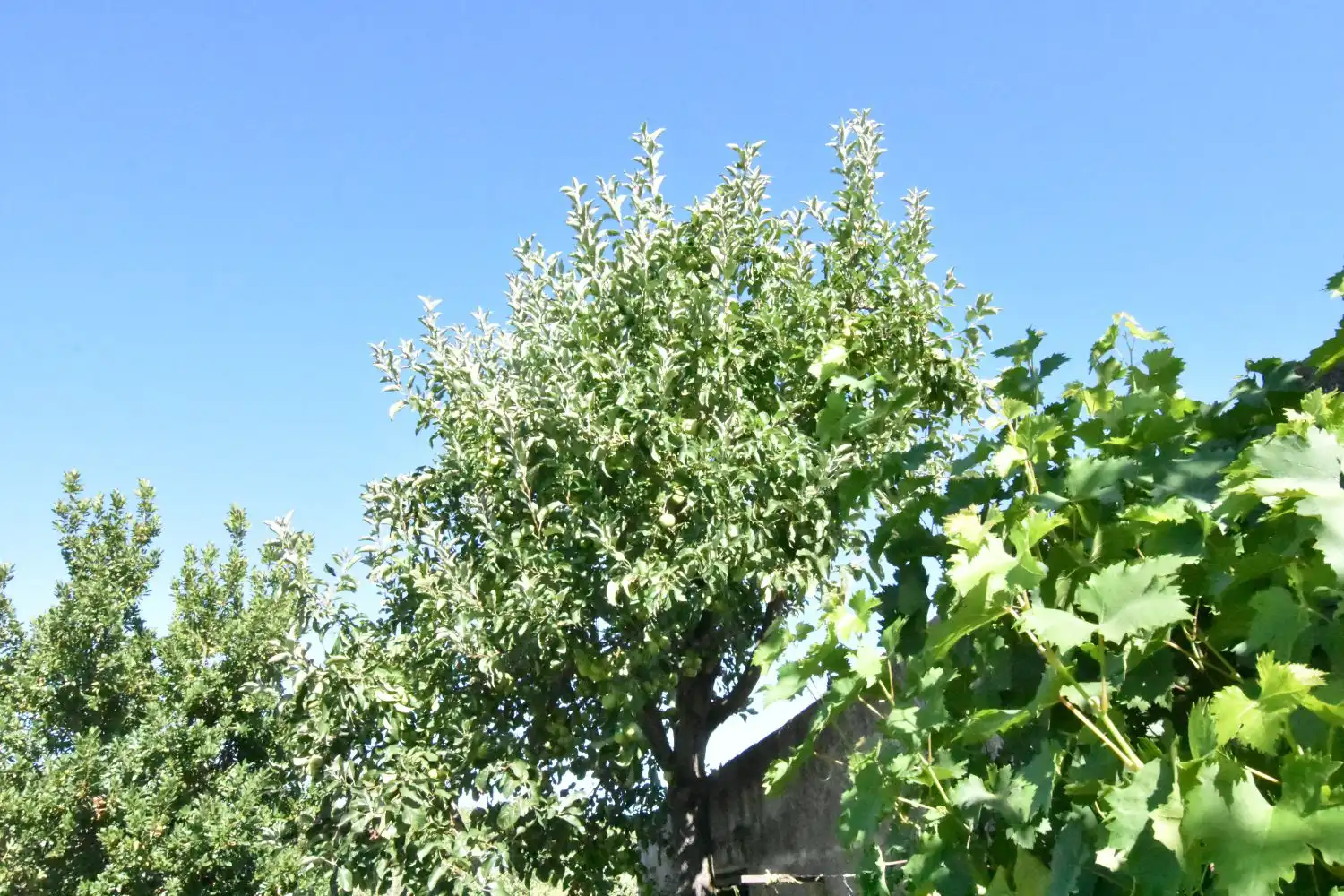 Jardín de Finca rústica en venta en Ciudad Rodrigo