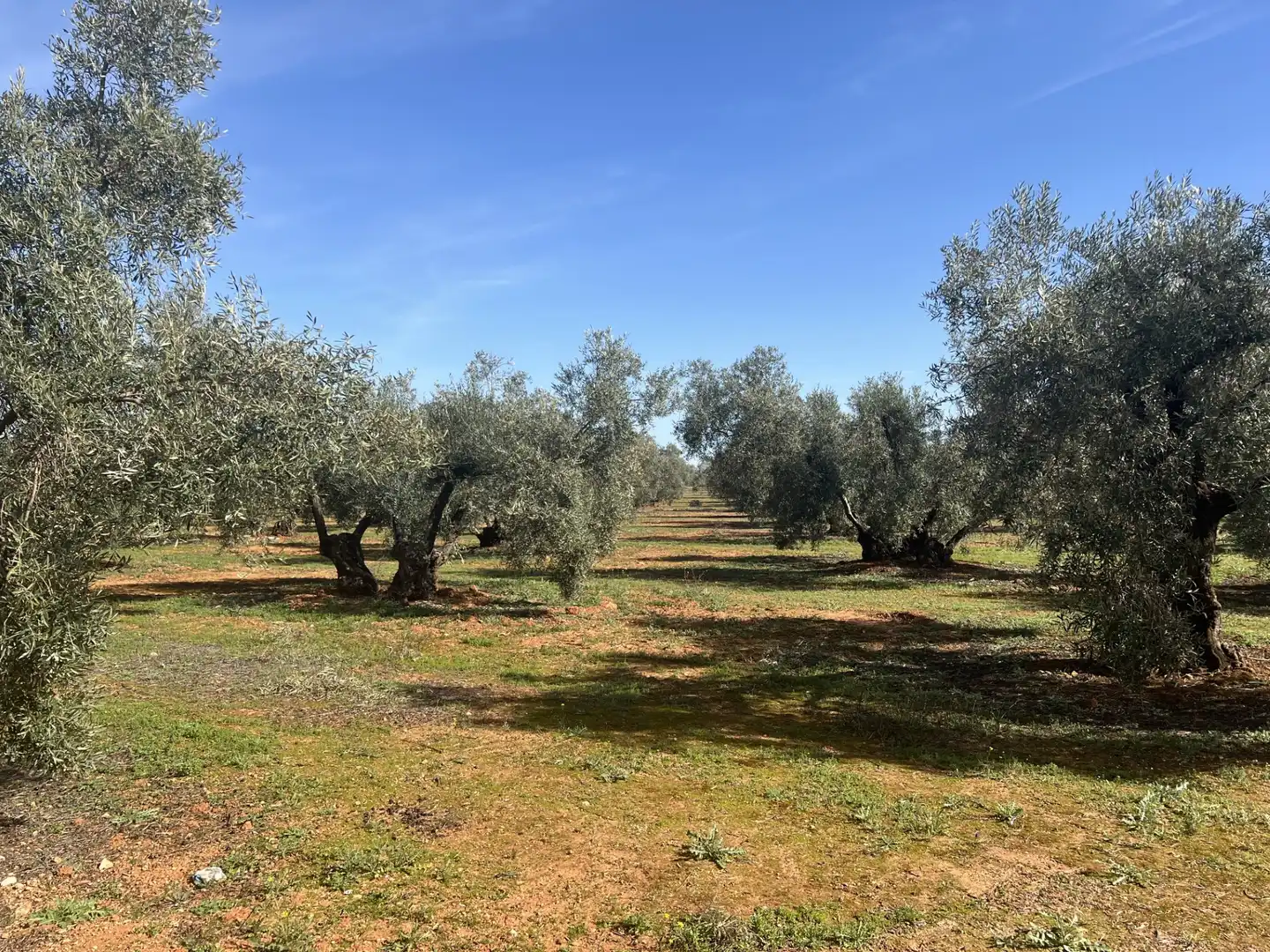 Land for sale in La Roda de Andalucía