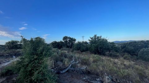 TERRENO RUSTICA CON ENCINAS EN ALDEA DEL CANO, immagine 2