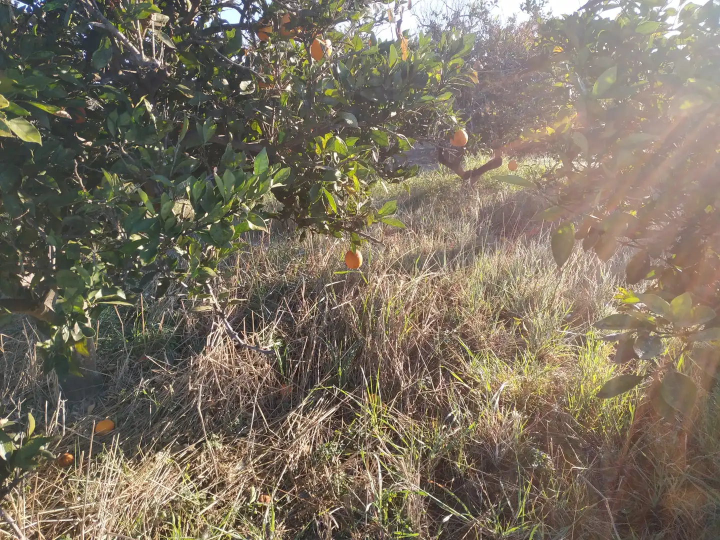 Land for sale in Polígono Número 18, 4, Albalat de la Ribera