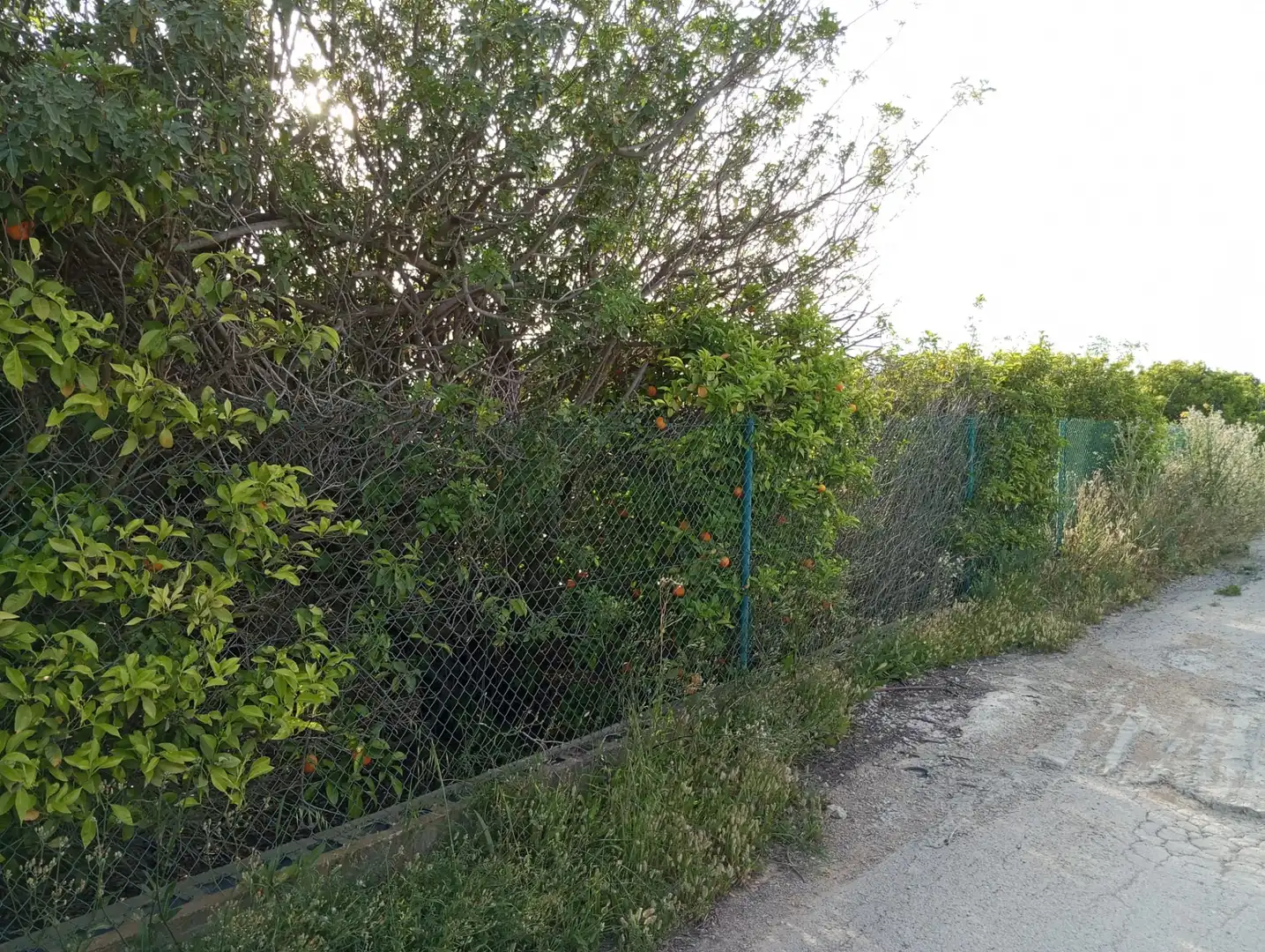 Terreny rústic en venda a Pedanías Oeste, imagen 2