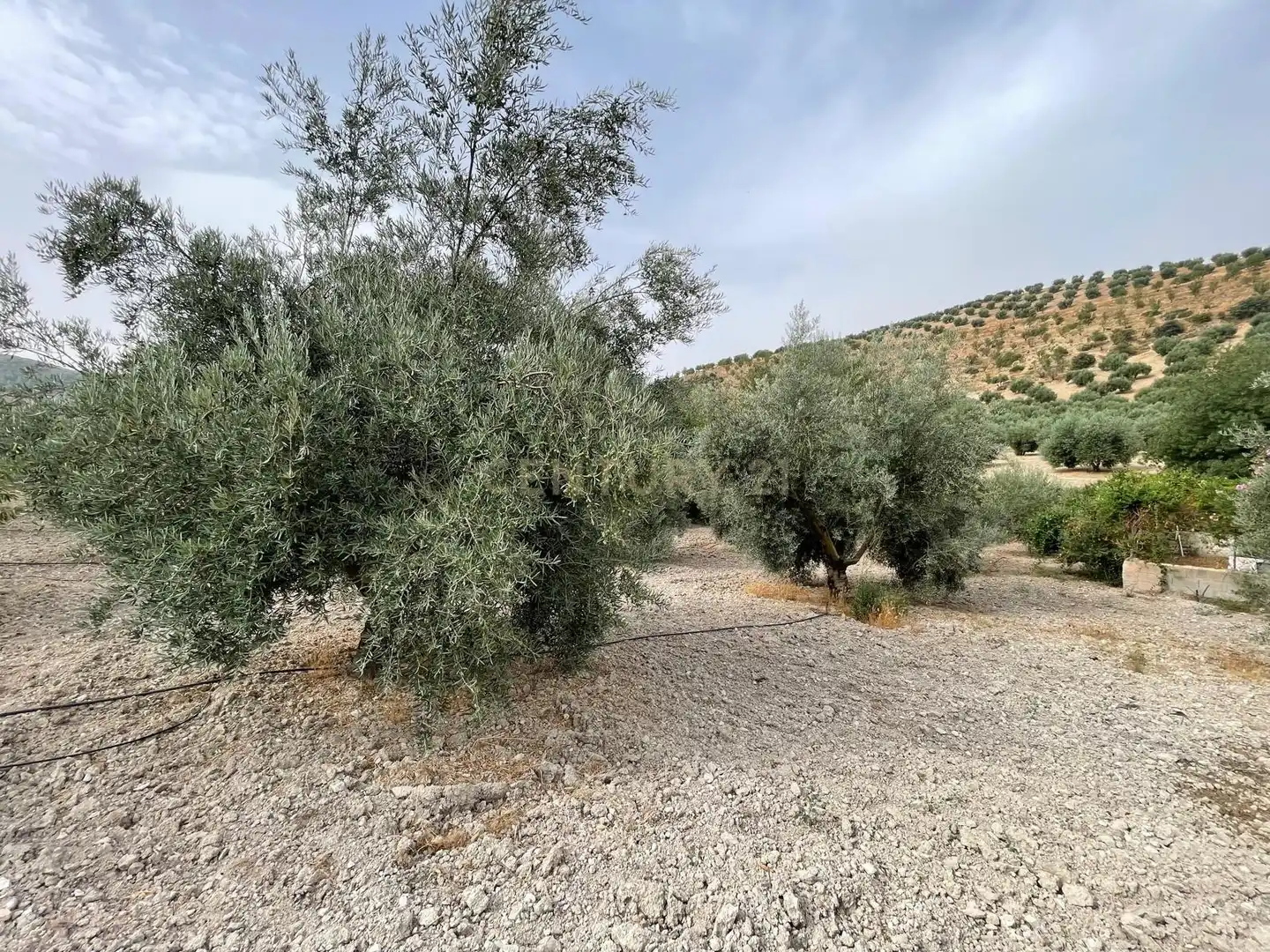 Rustikales Grundstück zum Verkauf in 18260 Íllora, Spain, imagen 9