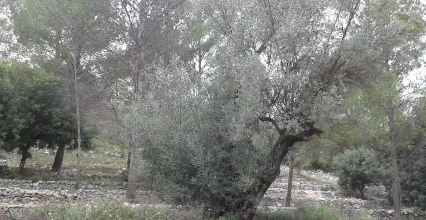 Residential land for sale in Carrer el Xiprer, imagen 3