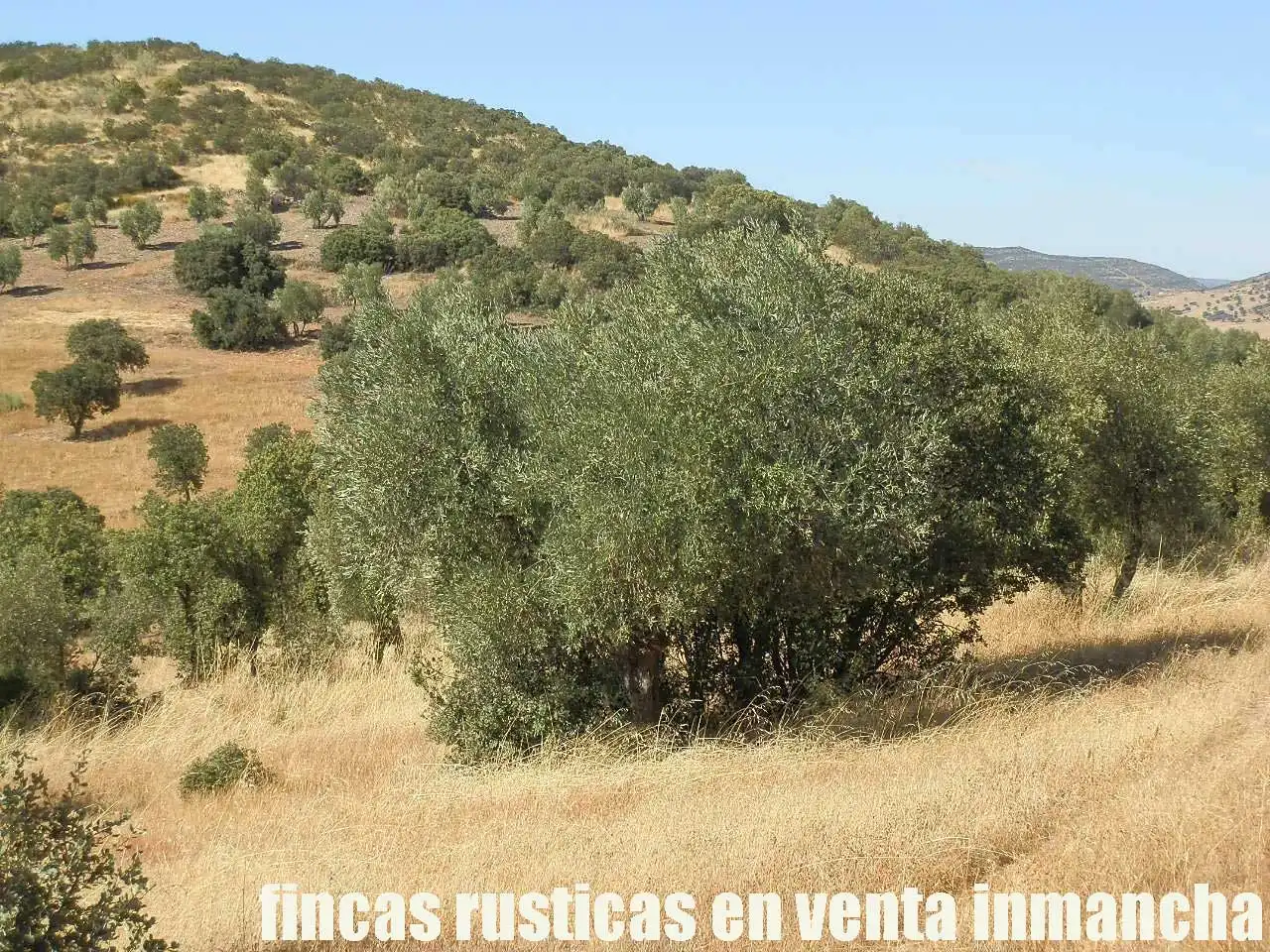 Terreny rústic en venda a Fuente el Fresno, imagen 15