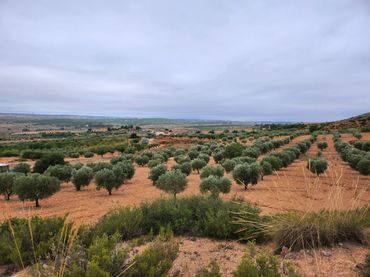 Terreno rustico in vendita a Calle Diseminado 67