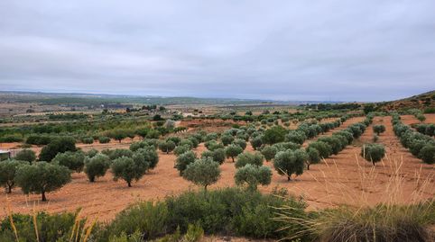 olivar de 30.000 m2