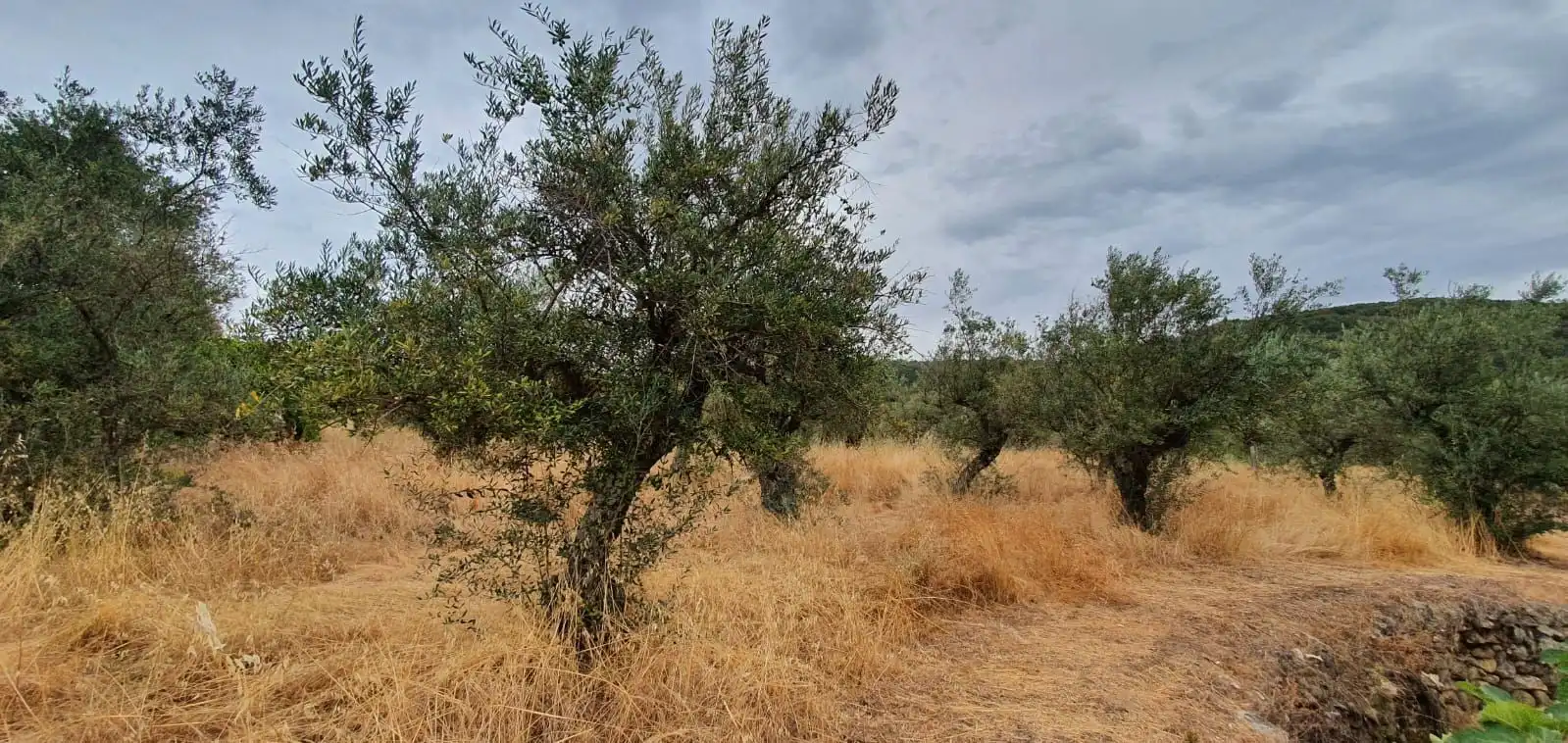 Terreni e lotti in vendita a Jarandilla de la Vera, imagen 5