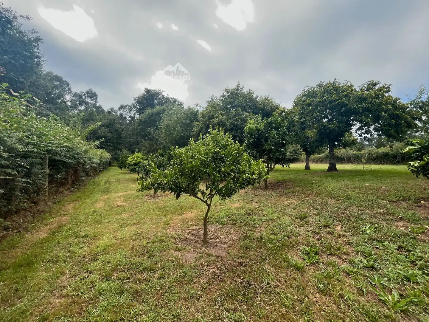 Rural land for sale in Covelo, imagen 21