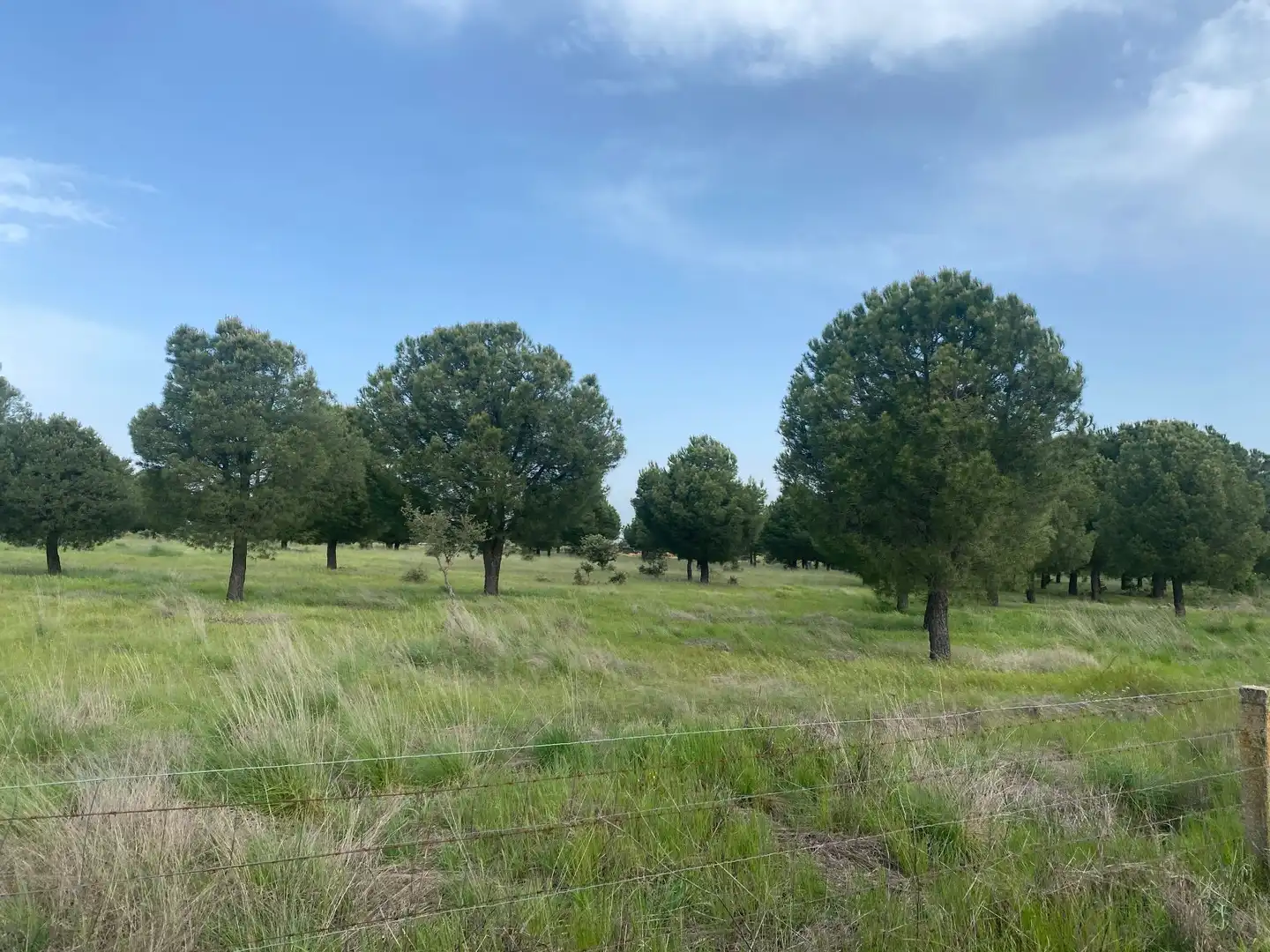 Land for sale in Oropesa
