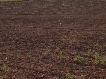 Terreno rústico en venta en Alberite