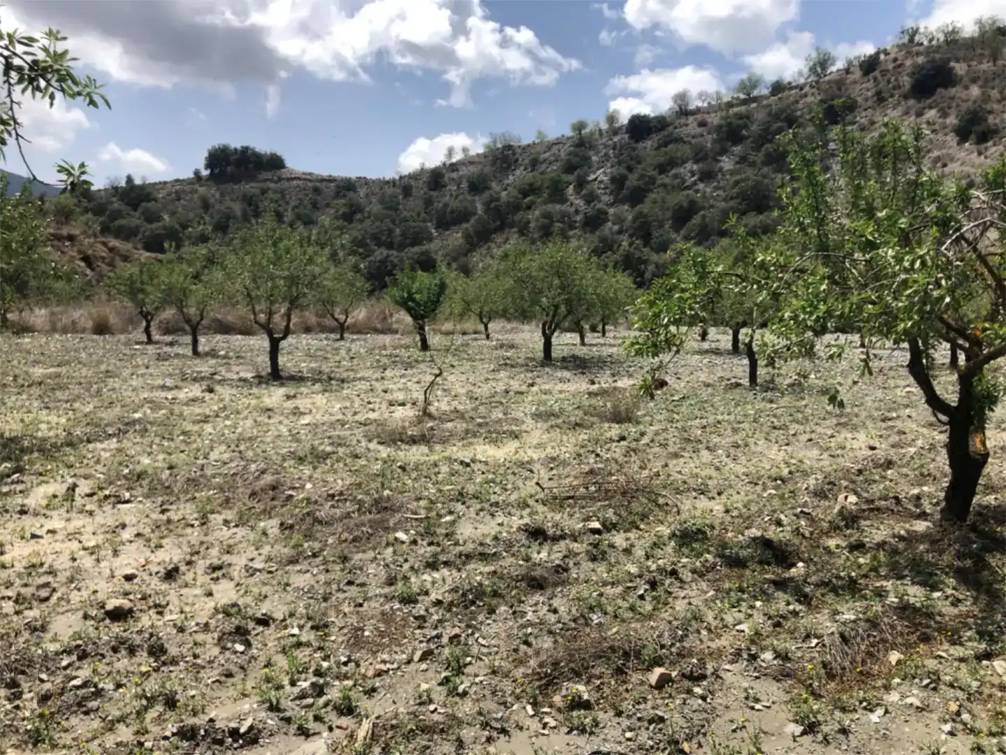 Land for sale in Lorca