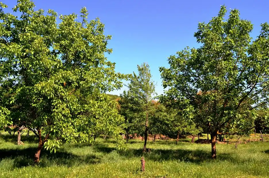 Terreni e lotti in vendita a Castaño del Robledo, imagen 33