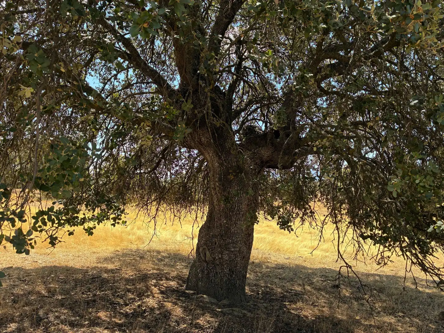 Rural land for sale in Mohedas de la Jara, imagen 13