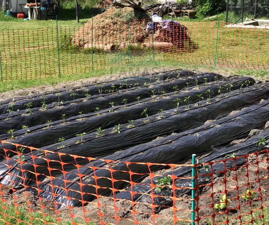 Jardí de Finca rústica en venda en Belvís de Monroy amb Aire condicionat, Jardí privat i Piscina