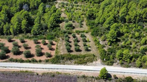 Venta de lote agrícola con 5 fincas rústicas de olivos, immagine 4