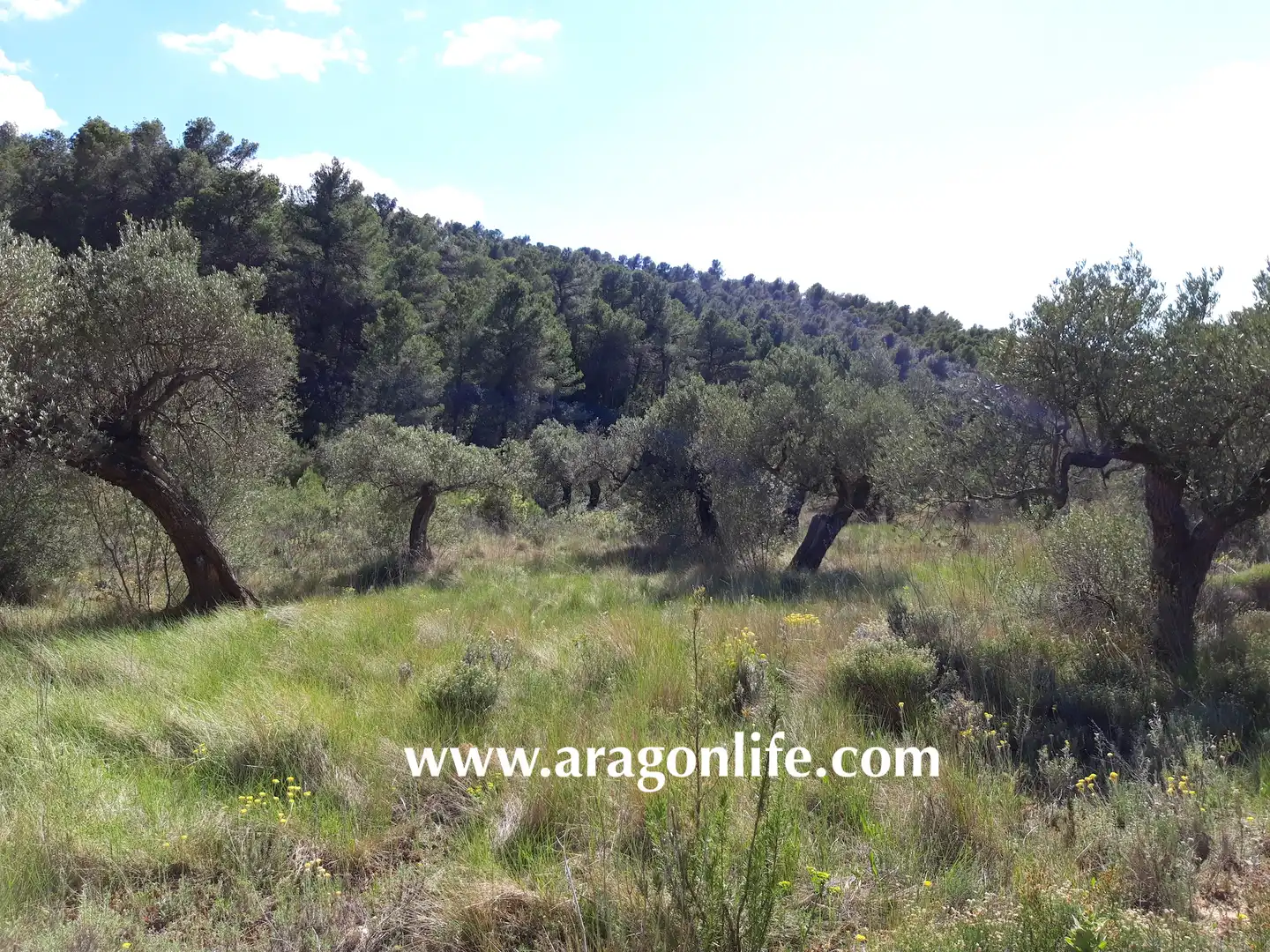 Rural land for sale in Gandesa, imagen 12