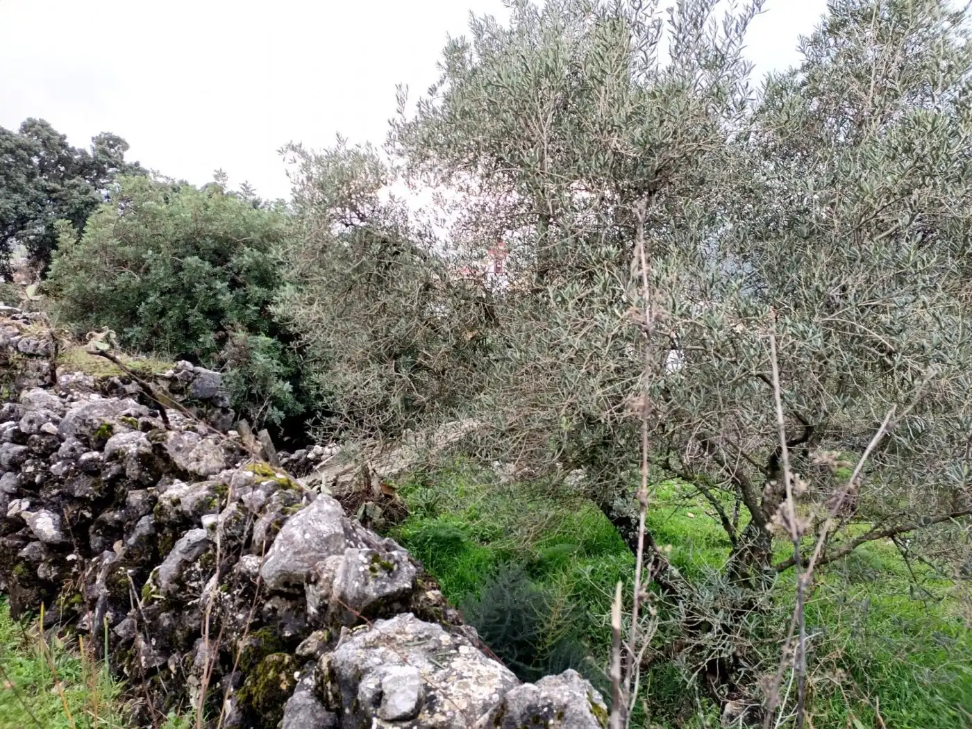 Terrain rustique à vendre à Benaocaz, imagen 7