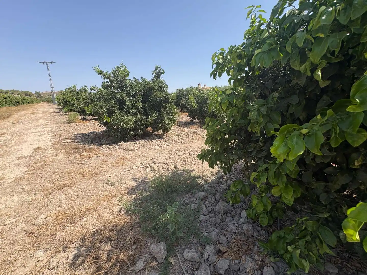 Terrenos y solares en venta en Mula, imagen 3