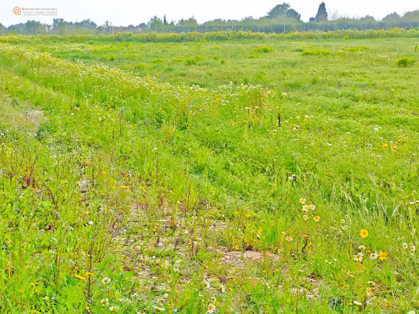 Rustikales Grundstück zum Verkauf in Camino SON NEGRE, imagen 15