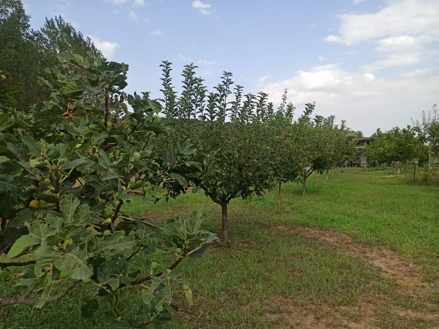 Terreno en venta en Viana