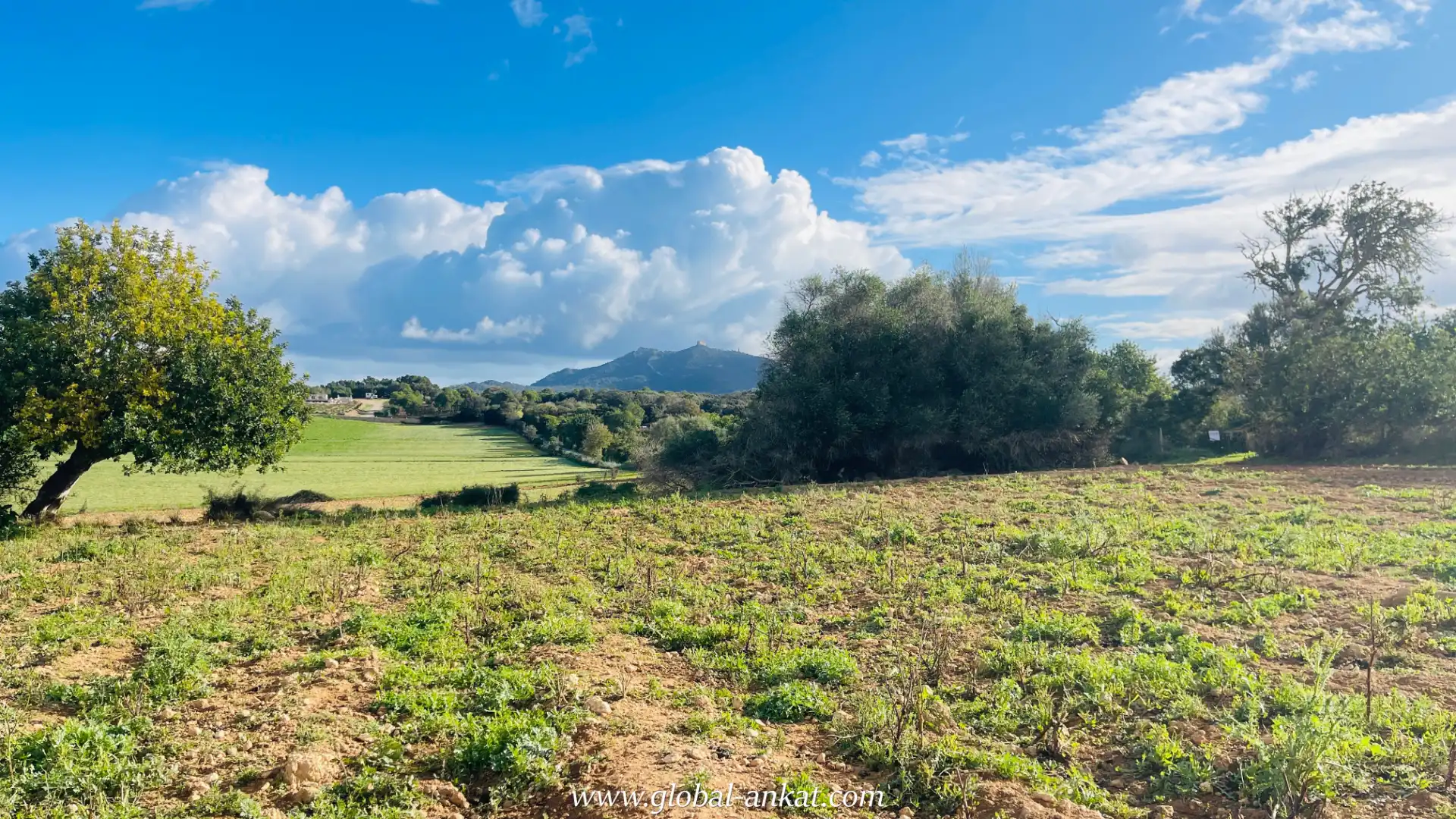 Rural land for sale in Felanitx Poble, imagen 7