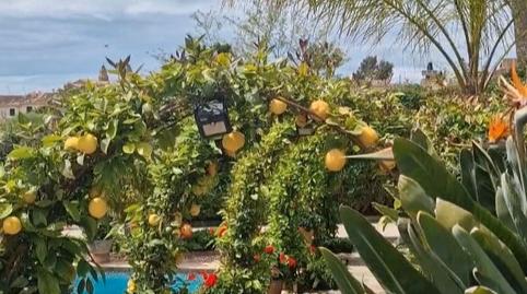 Photo 4 of Residential for sale in Carrer Cortons, 24, Calvià pueblo, Calvià