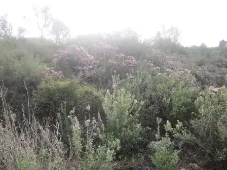 Terreny rústic en venda a Paraje Figuereta, imagen 6