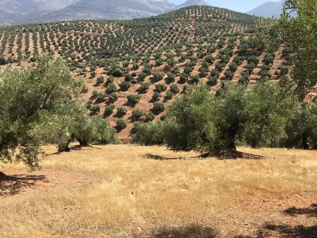 Terreni e lotti in vendita a Torres, imagen 2