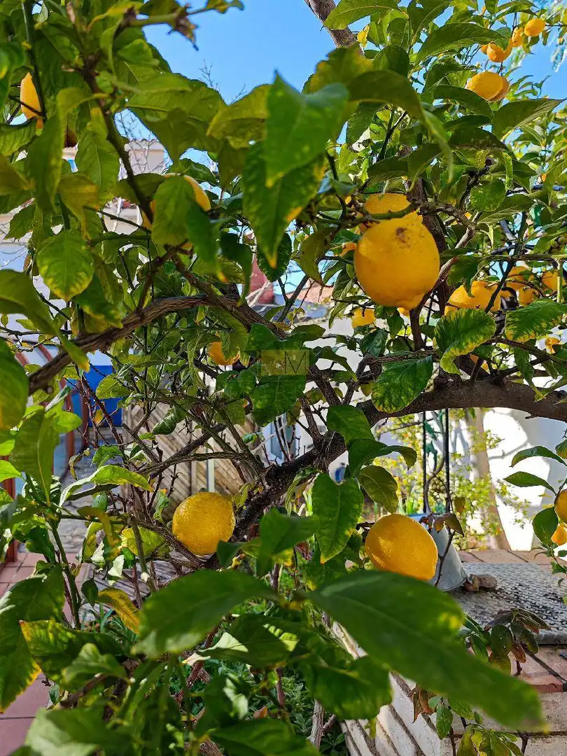 Garden of Houses for sale in Sant Pere de Ribes  with Air Conditioner, Heating and Private garden