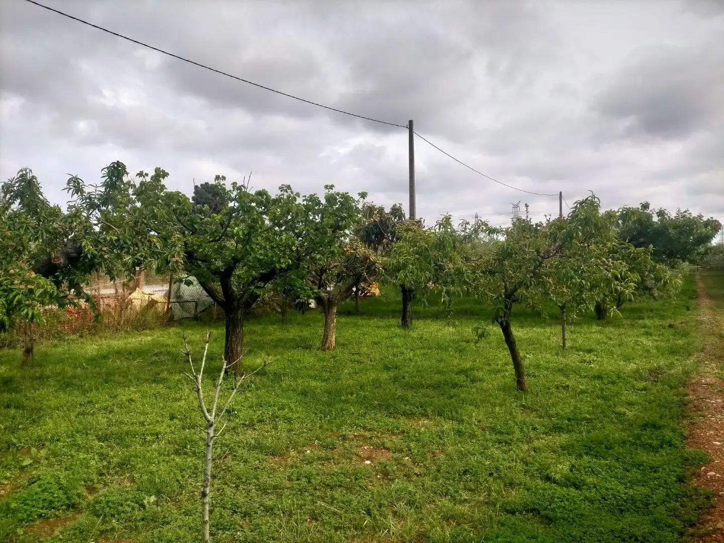 Terreno rustico in vendita a Detrás de la gasolinera Las Palmeras N/A, imagen 6