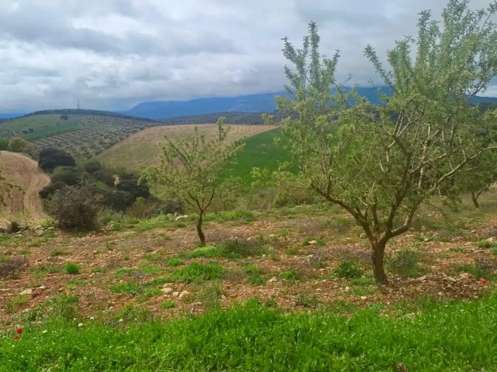 Casa o chalet en venta en Alhama de Granada