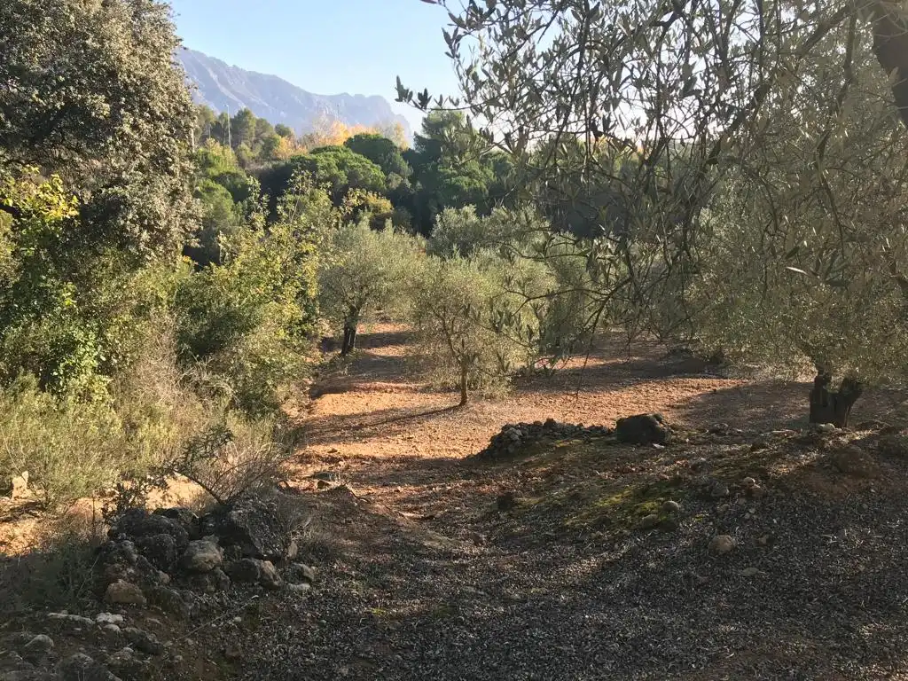 Terrain rustique à vendre à El Bruc, imagen 9