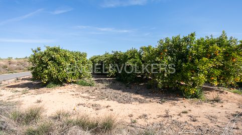 FINCA DE NARANJOS POWELL EN PLENA PRODUCCIÓN., immagine 2