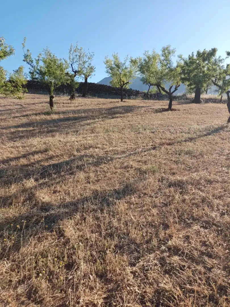 Rural land for sale in Nigüelas, imagen 8