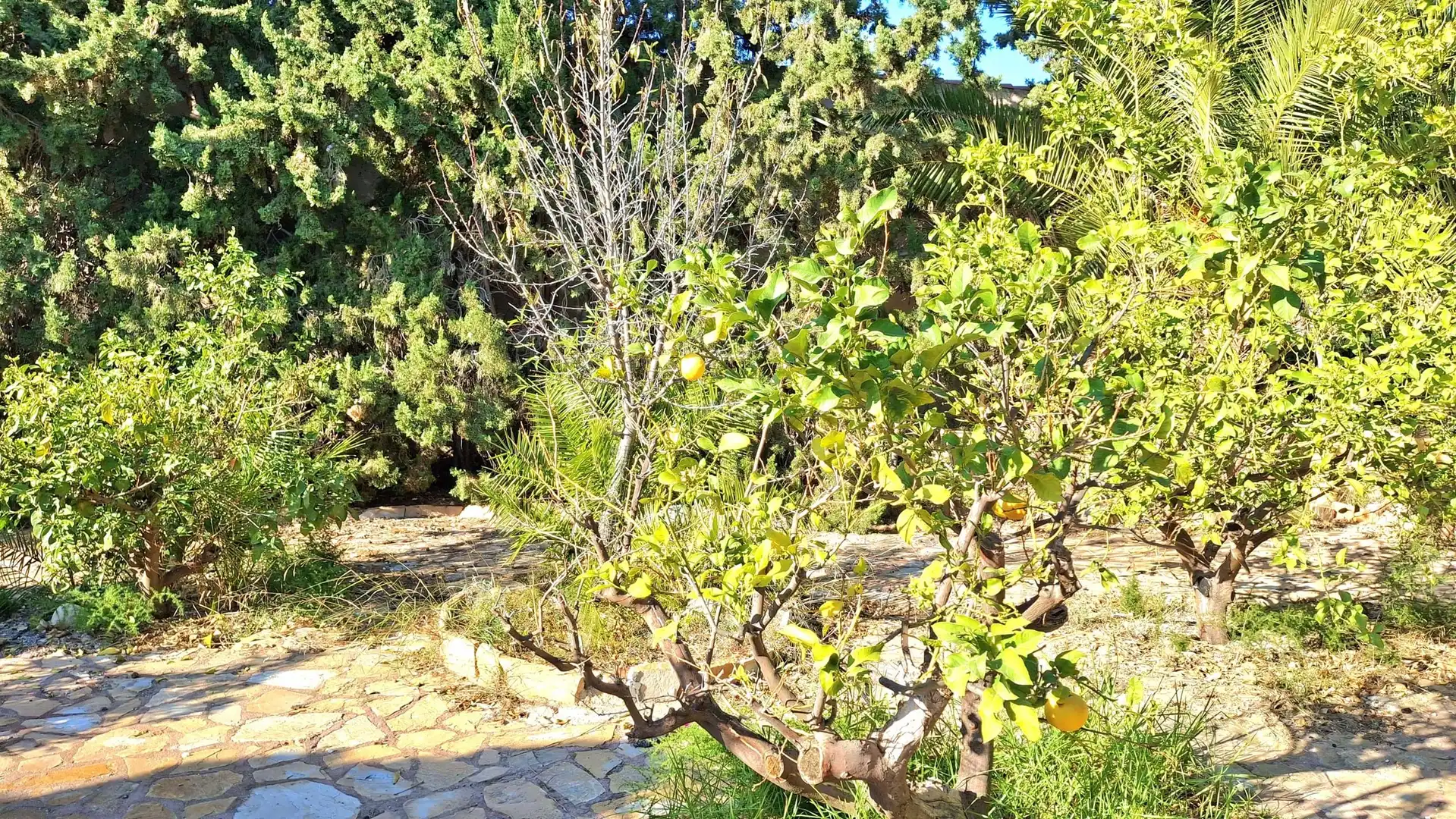 Jardín de Casa o chalet en venta en Mutxamel con Terraza