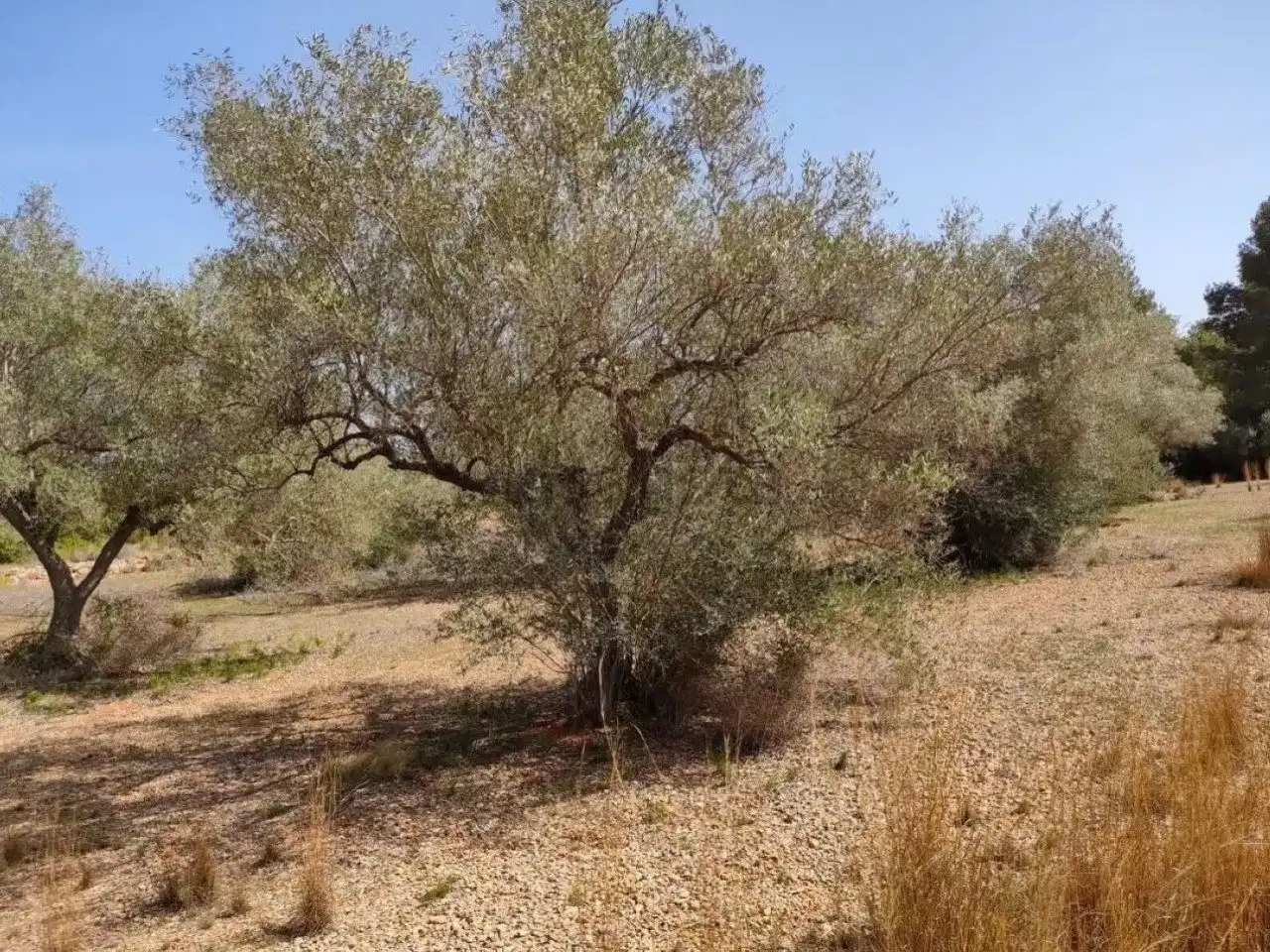 Country house for sale in Vinaròs-Ulldecona, imagen 6