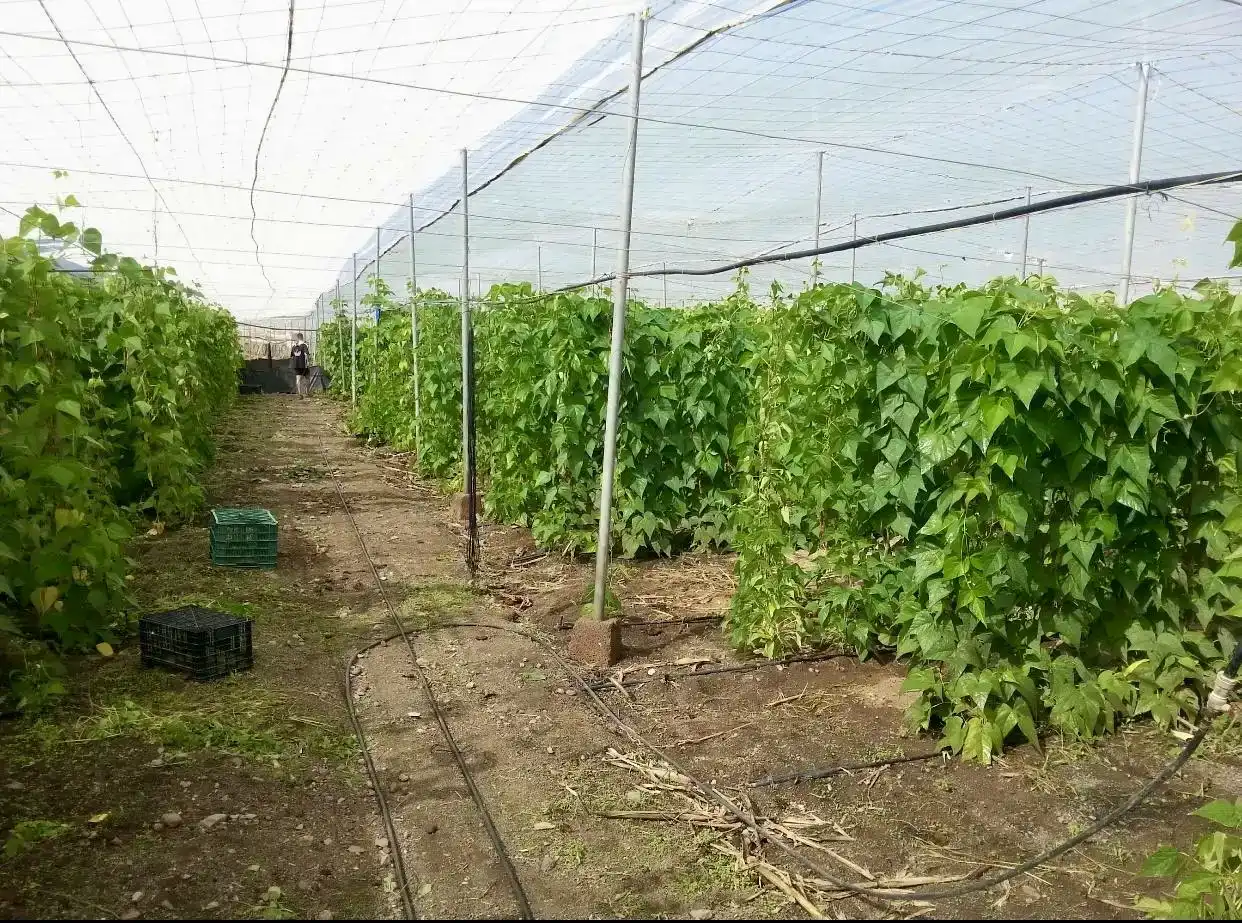 Jardín de Finca rústica en venta en Telde con Jardín privado, Trastero y Amueblado
