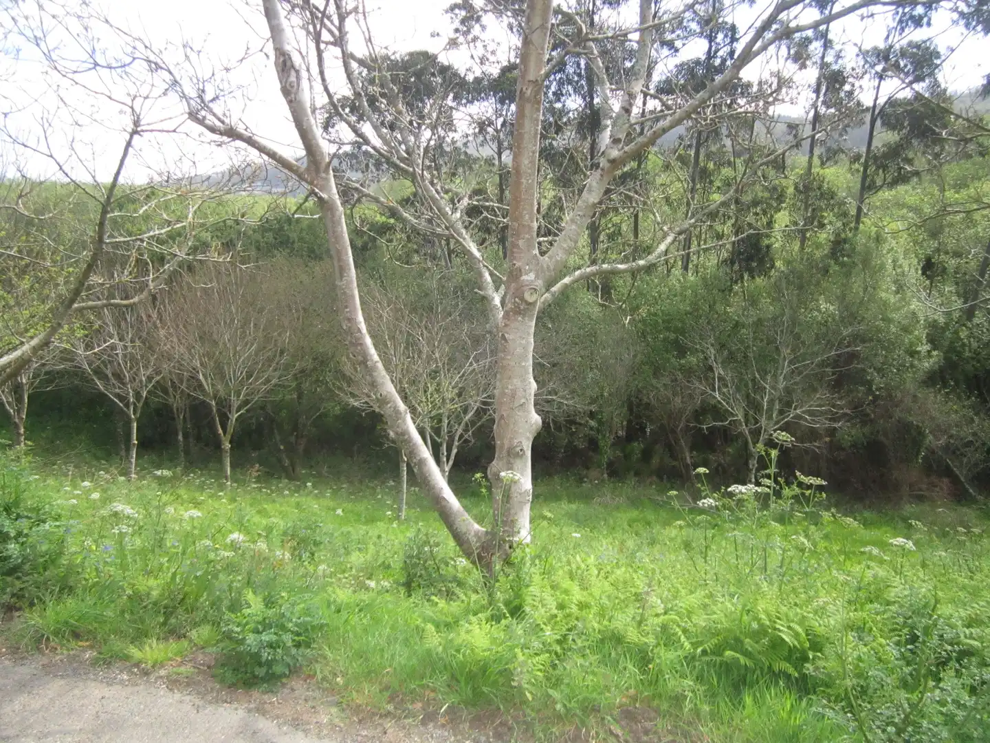 Terreno en venta en Valdoviño