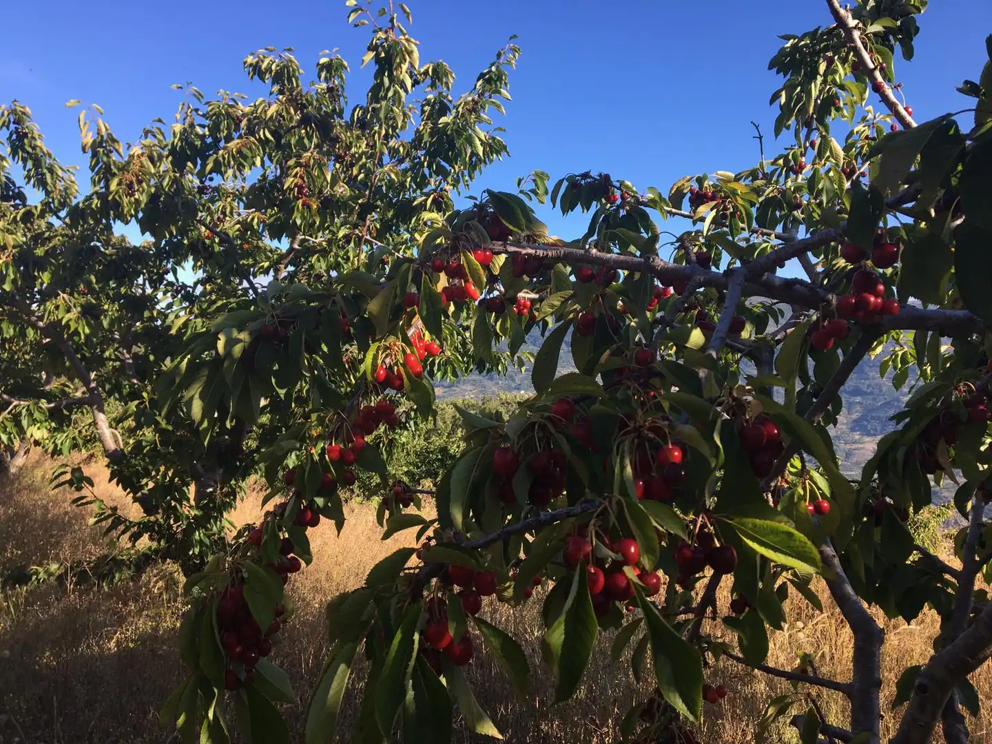 Terreni e lotti in vendita a Casas del Castañar