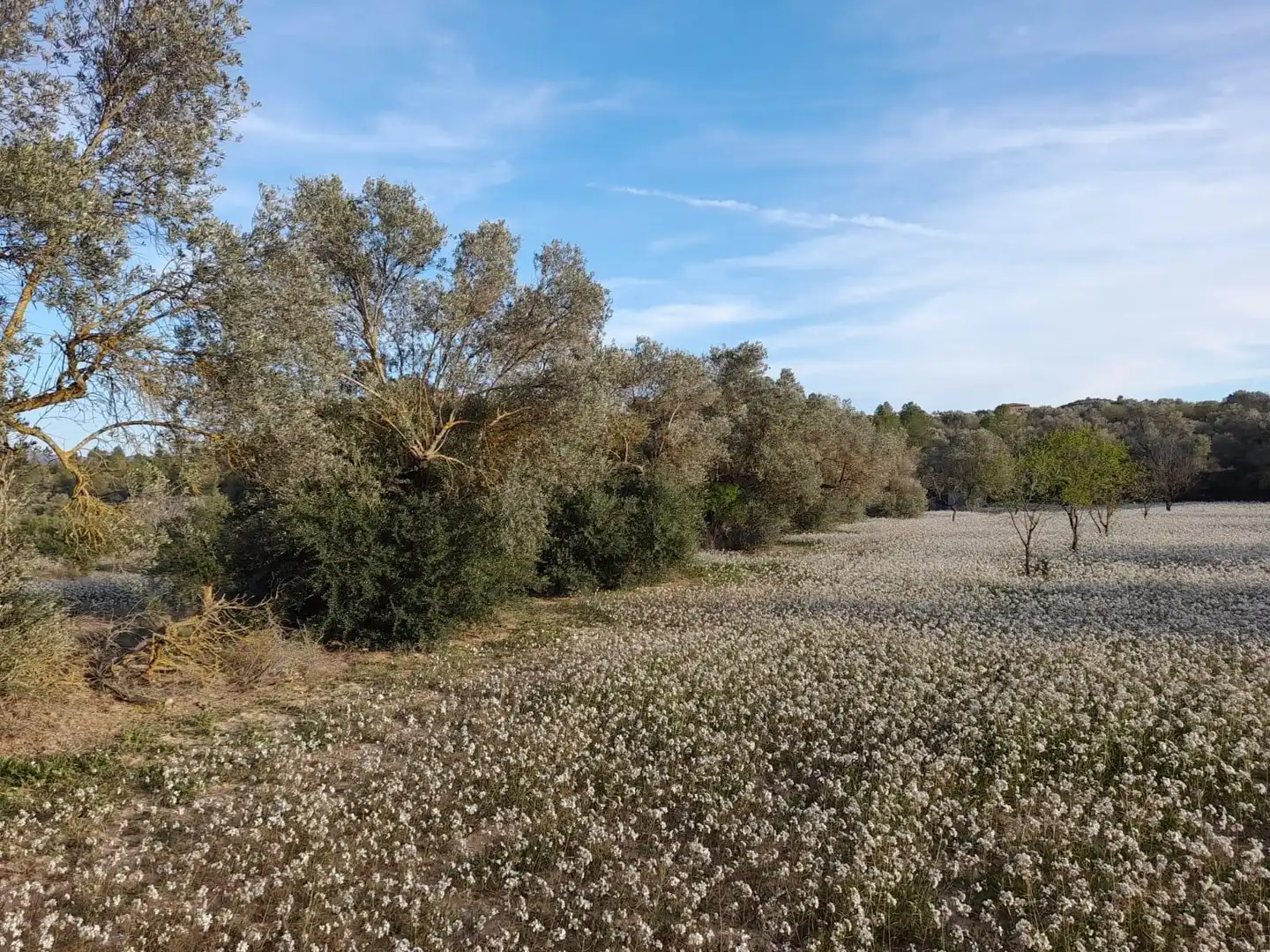 Rural land for sale in Ascó