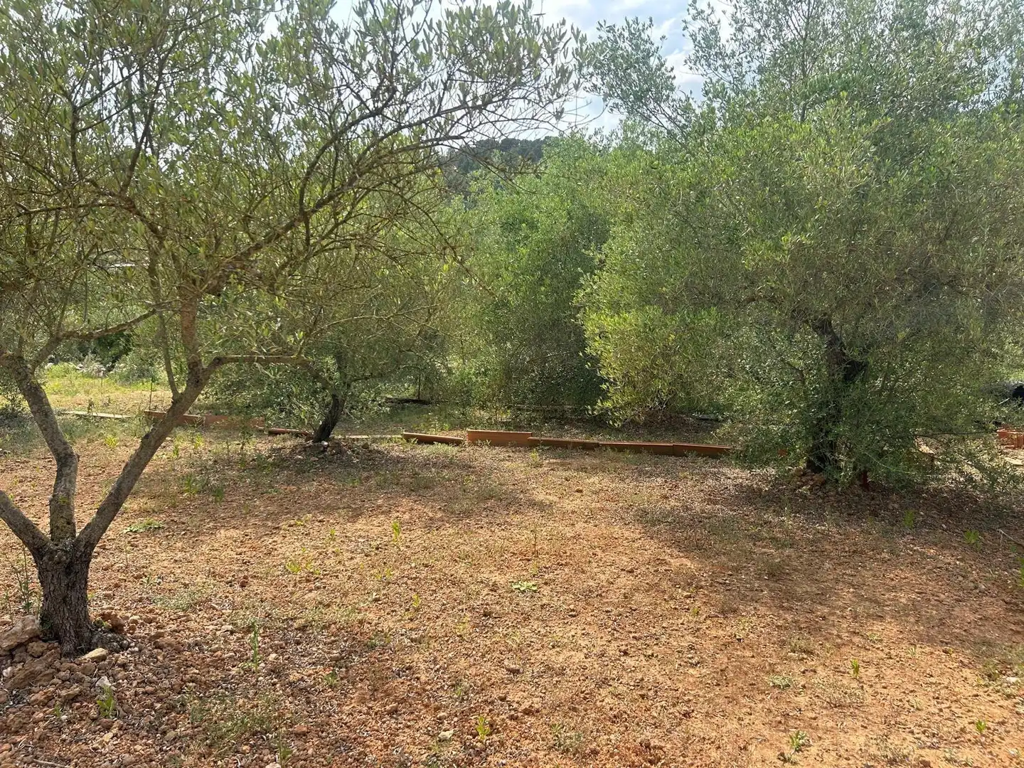 Terreno rustico in vendita a Freginals, imagen 5
