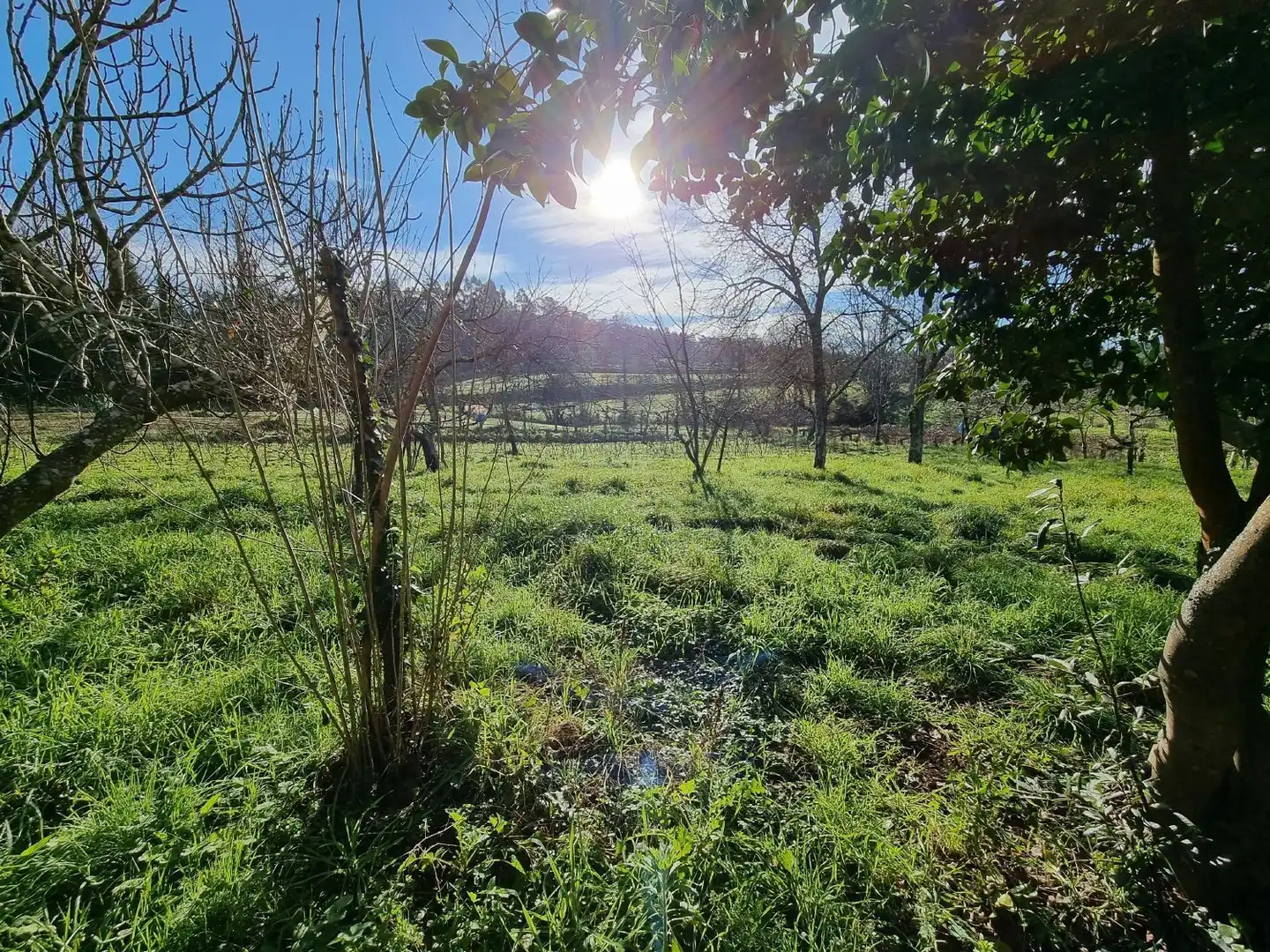 Houses for sale in Teo