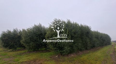 Finca olivar superintensivo. 13 hectáreas, immagine 2