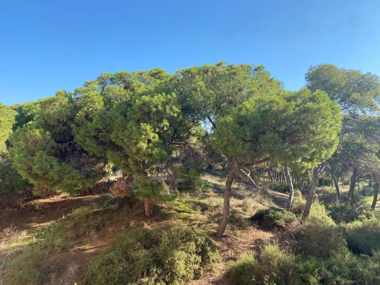 Apartament en venda a Pueblo