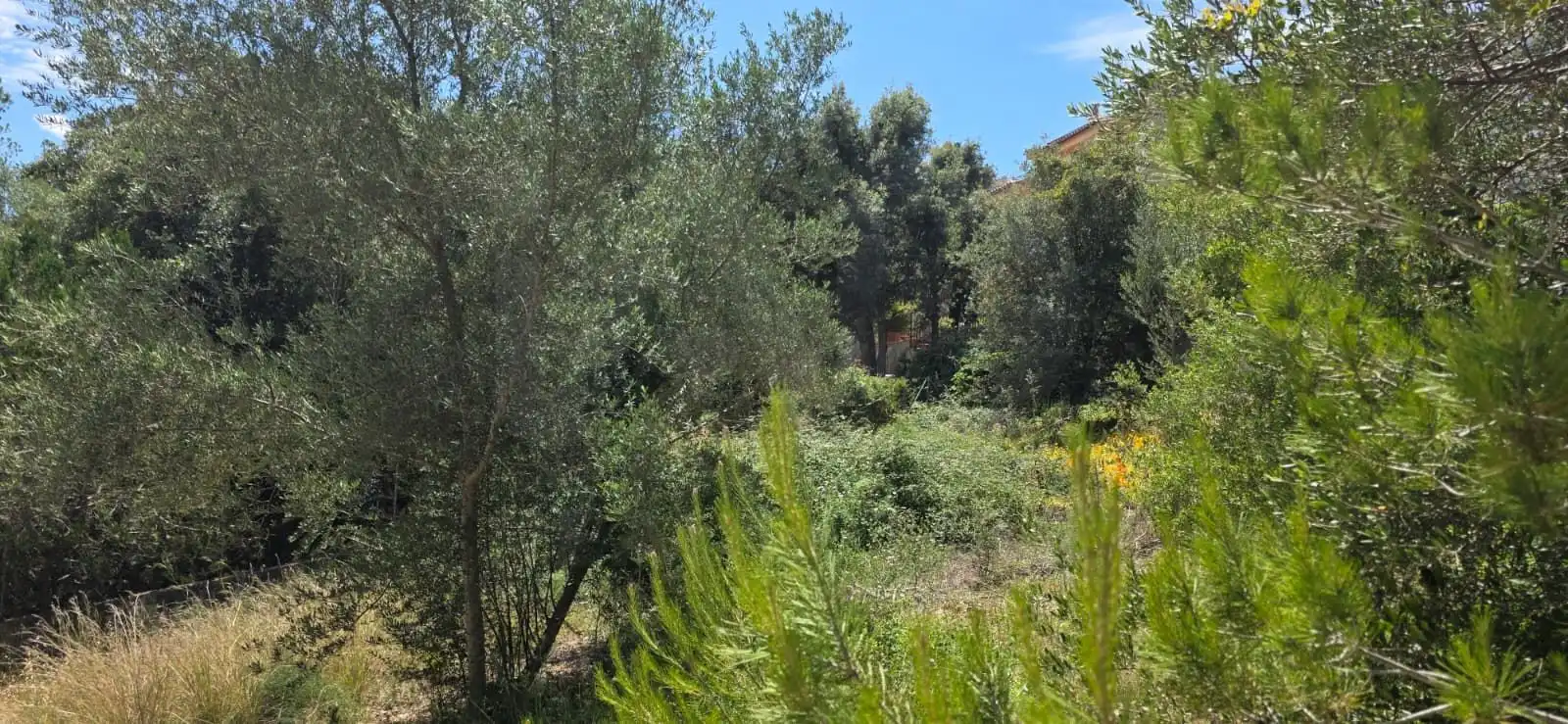 Terreny residencial en venda a Carrer de Son Puça 75, imagen 3