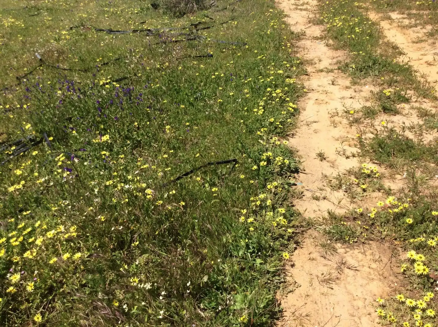 Garden of Land for sale in Almonte