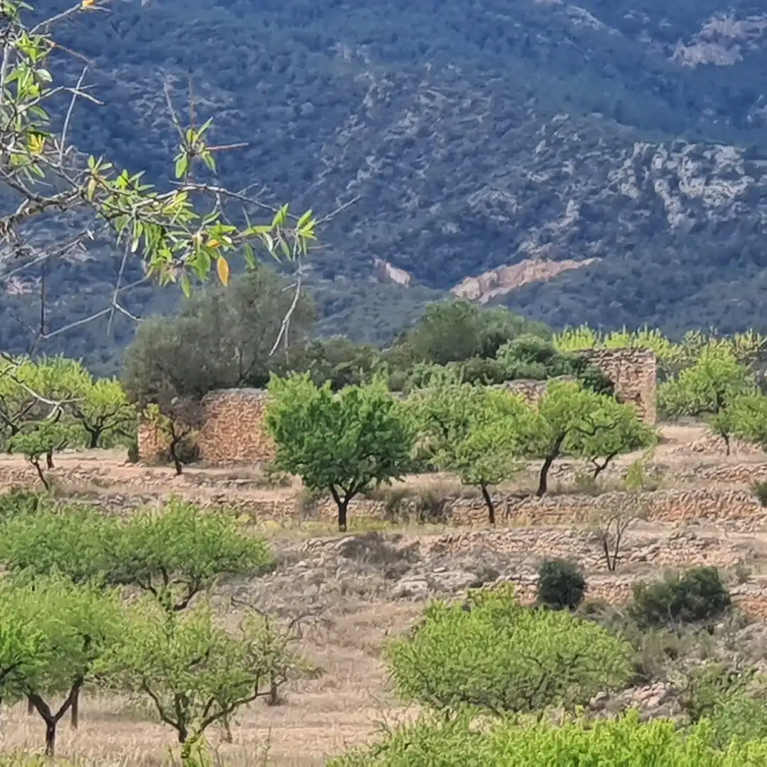 Rural land for sale in El Pinell de Brai, imagen 22