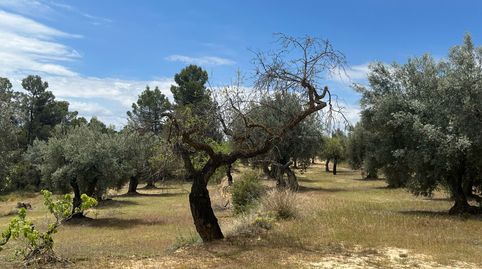 Finca de olivos en producción, immagine 4